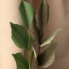 Gros plan sur deux branches de hêtre en papier, coloris vert pomme et vert olive