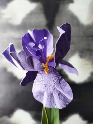 fleur iris en papier dessiné déco artisanale durable