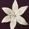 Photo macro d'un lys en papier ivoire dessiné