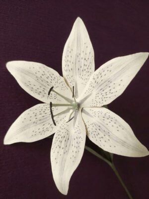 Photo macro d'un lys en papier ivoire dessiné