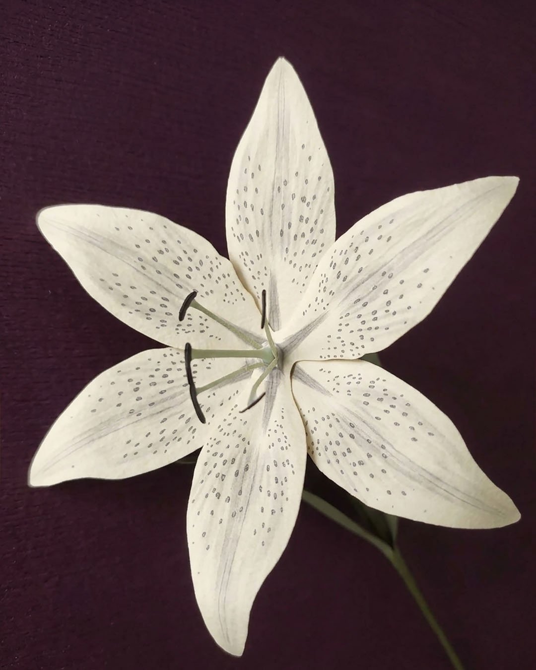 Photo macro d'un lys en papier ivoire dessiné