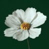 Fleur de cosmos blanche en papier réalisée à la main, décoration florale durable et artisanale.