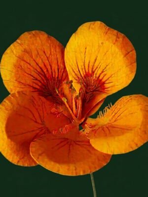 Fleur de capucine artisanale en papier orange sur fond bleu nuit texturé, décoration florale durable faite main.