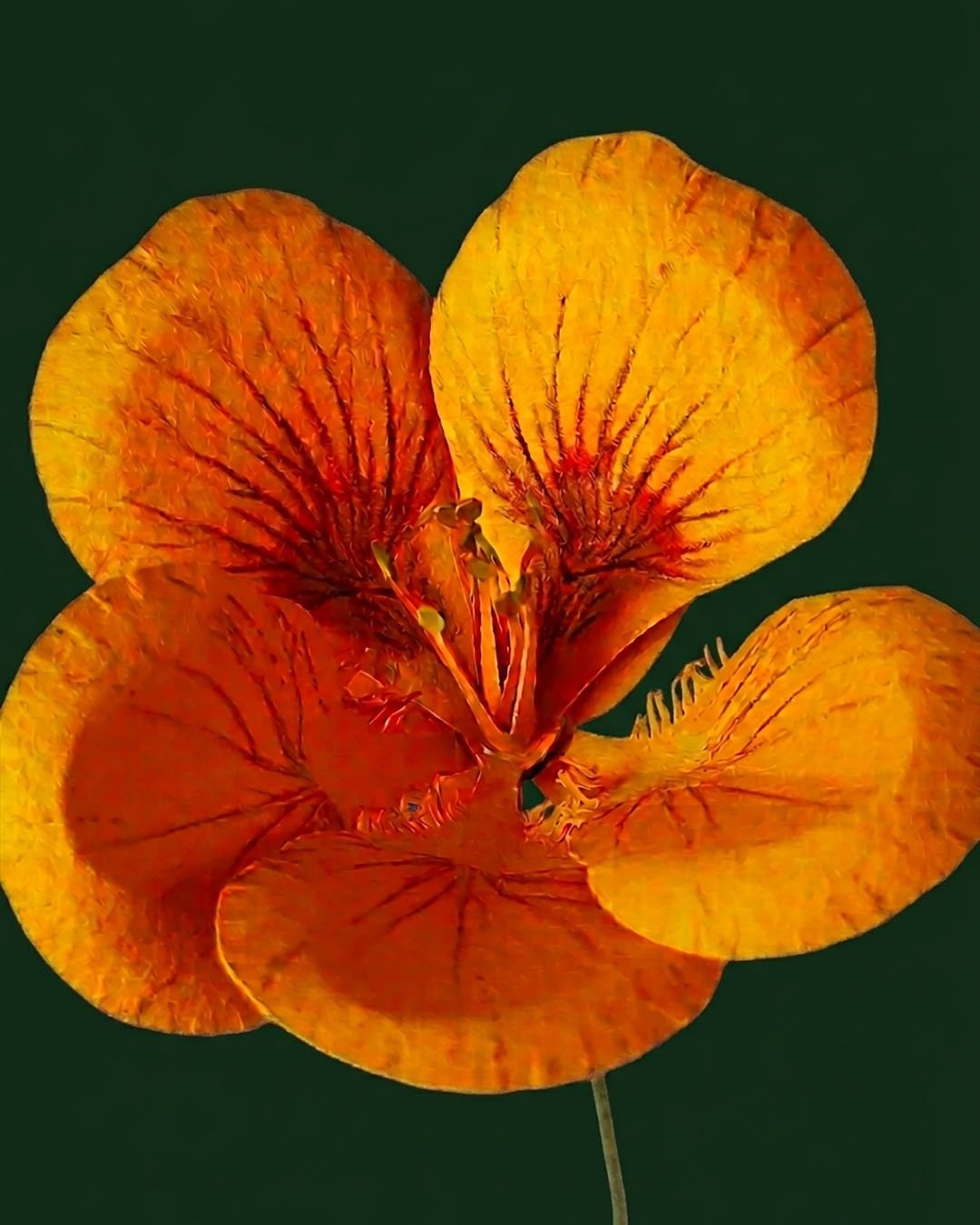 Fleur de capucine artisanale en papier orange sur fond bleu nuit texturé, décoration florale durable faite main.