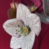 une fleur en papier l'hellébore rose de l'hiver