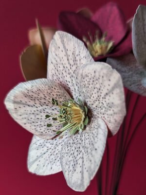 une fleur en papier l'hellébore rose de l'hiver