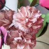 Gros plan sur des œillets rosa en papier d'art aux pétales froissés et veinés, entourés de feuillages pistache