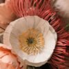 Gros plan sur un pavot blanc en papier avec étamines jaunes devant un leucospermum rose vénitien