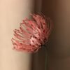 Gros plan sur les étamines recourbées d'une tête d'épingles rose en papier fait main
