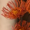 Vue macro sur les étamines incurvées d'une tête d'épingles orange en papier