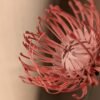 Vue macro sur les étamines incurvées d'une tête d'épingles rose en papier