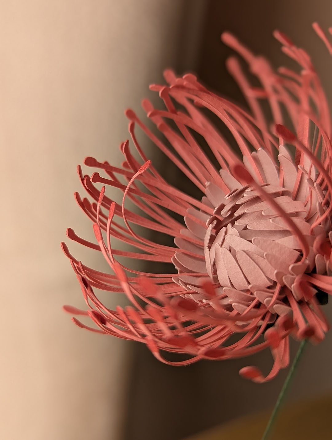Vue macro sur les étamines incurvées d'une tête d'épingles rose en papier