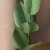 Gros plan sur les feuilles veinées d'une branche de hêtre en papier vert pomme