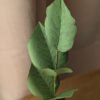 Vue rapprochée du feuillage d'une branche de hêtre en papier coloris vert pomme