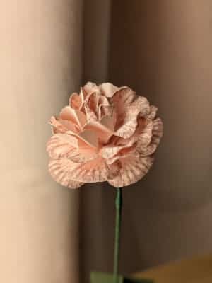 Oeillet rose pâle