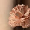 Vue macro des pétales veinés d'un oeillet en papier coloris Rosa