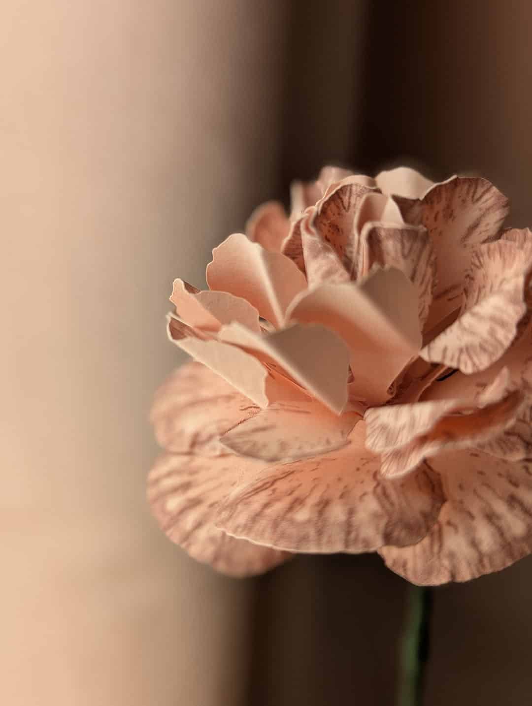 Vue macro des pétales veinés d'un oeillet en papier coloris Rosa