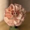 Vue de dessus d'un oeillet en papier rose pâle coloris Rosa posé dans un vase vert