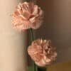 Gros plan sur deux oeillets en papier rose pâle coloris Rosa sur une même tige