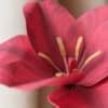 Vue macro du cœur d'une tulipe en papier fuchsia avec ses étamines et son pistil