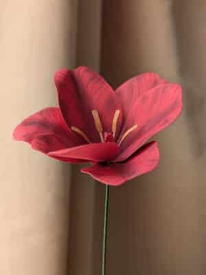 Vue latérale d'une tulipe ouverte en papier fuchsia sur sa tige verte